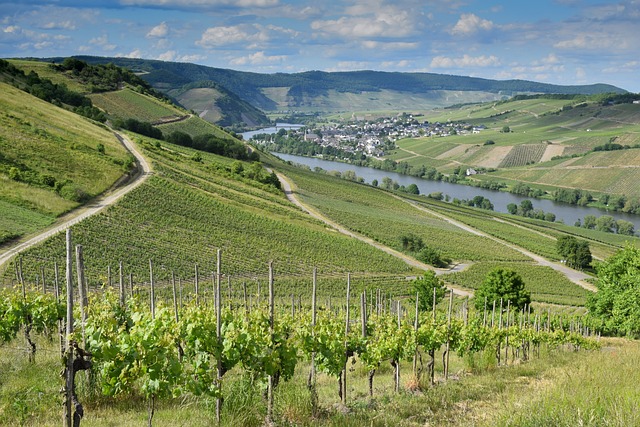 image from Landscape of the Pico Island Vineyard Culture