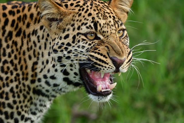 image from  Masai Mara Serengeti