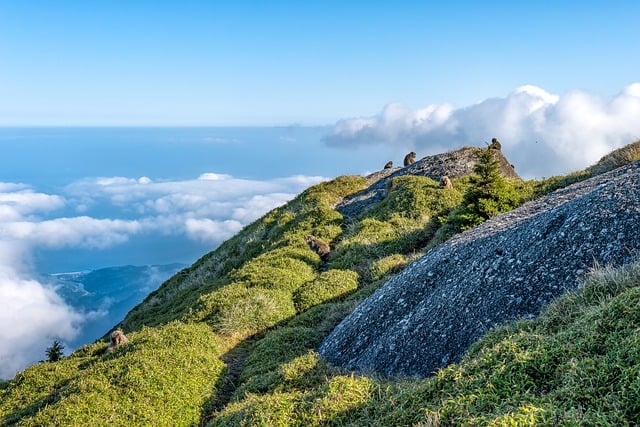 image from Yakushima